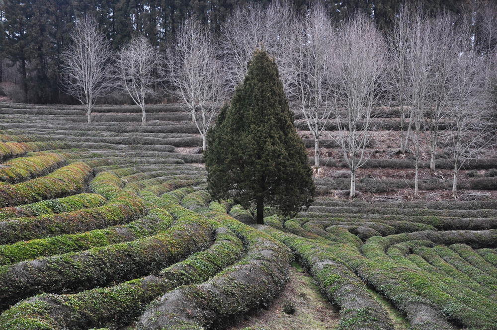 PLANTATION DE THE A BOSEONG, COREE DU SUD