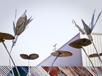 Winter Flowers, San Francisco