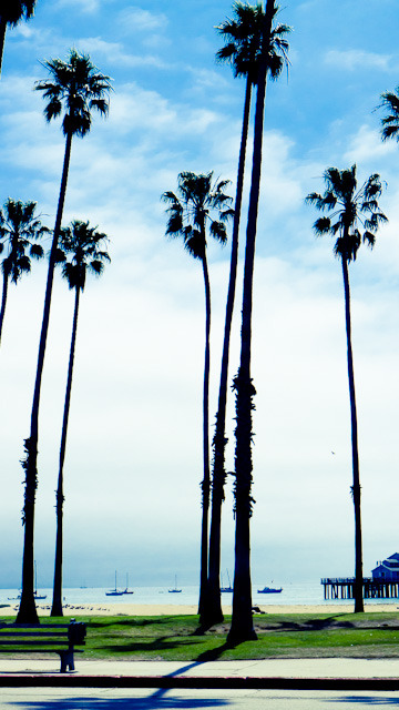 Palm trees, California