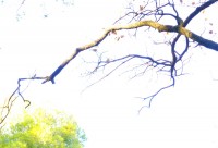 LES ALPILLES, PROVENCE