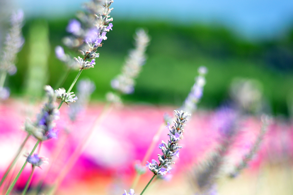 PROVENCE REVEE by Véronique