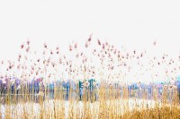 LAKE WARAMAUG by Carine