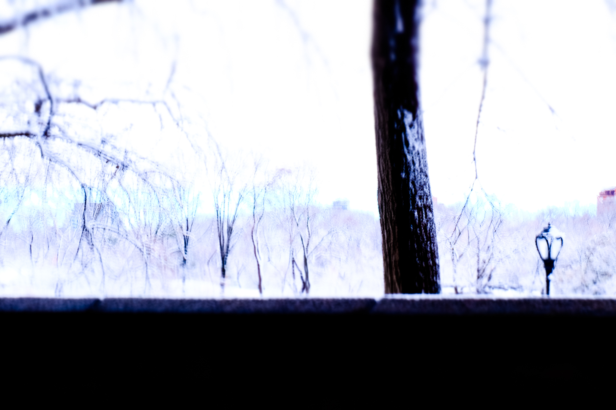 COLD, CENTRAL PARK by Carine