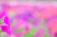 FUSCHIA, VIA DOMITIA by Véronique